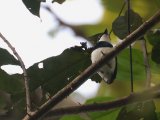 West African Wattle-eye (Witneklelvliegenvanger)