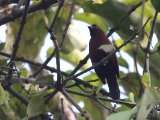 Chestnut-breasted Nigrita (Bruinborstnigrita)