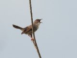 Whistling Cisticola (Fluitgraszanger)