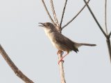 Whistling Cisticola (Fluitgraszanger)