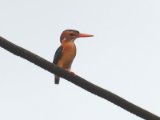 African Pygmy Kingfisher (Afrikaanse dwergijsvogel)