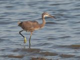 Western Reef Heron (Westelijke rifreiger)