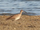 Eurasian Whimbrel (Regenwulp)