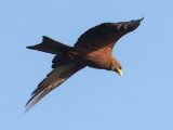 Yellow-billed Kite (Geelsnavelwouw)