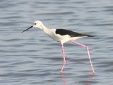 Black-winged Stilt (Steltkluut)