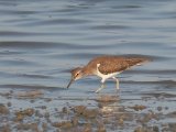 Common Sandpiper (Oeverloper)