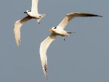 West African Crested Tern (Afrikaanse koningsstern)