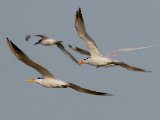 West African Crested Tern (Afrikaanse koningsstern)