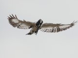 Pied Kingfisher ssp rudi (Bonte ijsvogel)