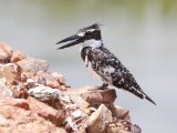 Pied Kingfisher ssp rudi (Bonte ijsvogel)