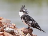 Pied Kingfisher ssp rudi (Bonte ijsvogel)