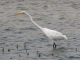 Great Egret (Grote zilverreiger)