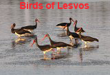 Photoalbum: Birds of Lesvos